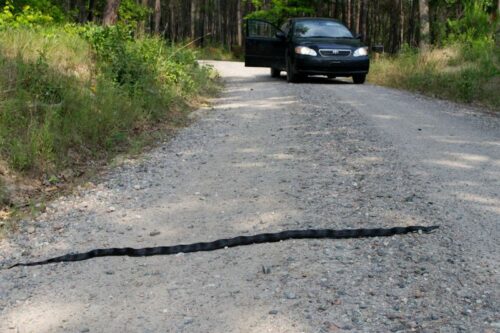 Đi đường gặp rắn đánh con gì dễ trúng nhất?